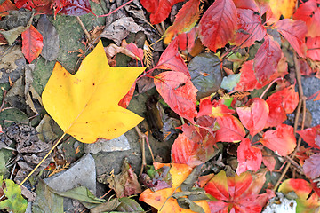 Image showing Magnolia leaf