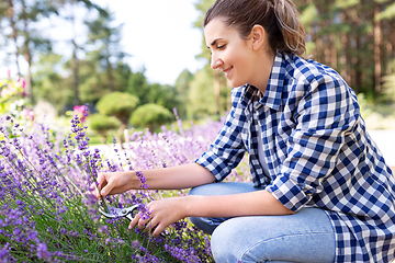 Image showing woman with picking lavender flowers in garden