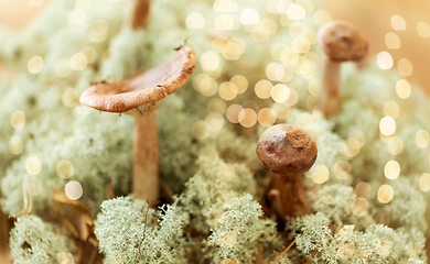 Image showing lactarius rufus mushrooms in reindeer lichen moss