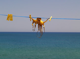 Image showing dried cuttlefish