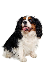 Image showing Happy Cavalier King Charles Spaniel dog