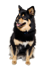 Image showing Happy Finnish Lapphund dog sitting on a white background