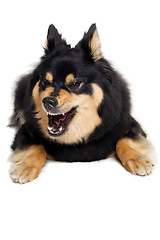 Image showing Angry Finnish Lapphund dog resting on a white background