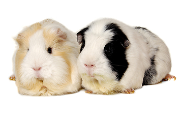Image showing Two Guinea pigs on a clean white background