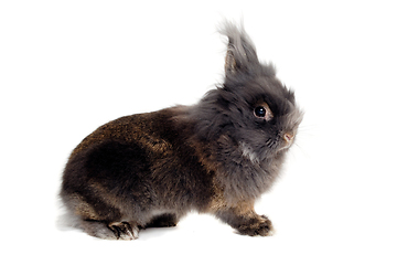 Image showing Rabbit isolated on white background