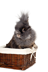 Image showing Rabbit isolated on white background