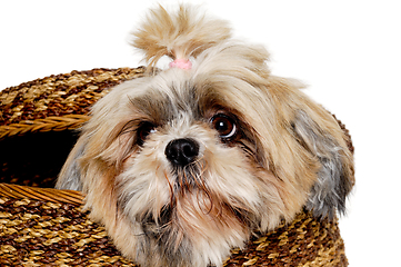 Image showing Sad shih tzu dog in a basket on a clean white background.