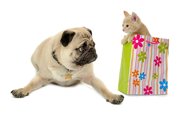 Image showing Sweet kitten is sitting in a shopping bag next to a sweet pug do