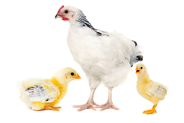 Image showing Chicken and tow chiicks are standing and looking on a white back