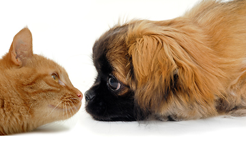 Image showing Cat and dog are lokking at each other on a clean white backgroun