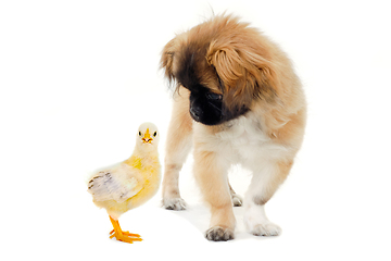 Image showing A puppy dog is looking at a small chick isolated on a clean whit