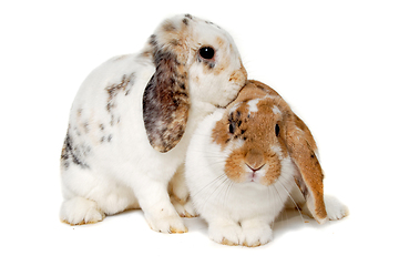 Image showing Two rabbits isolated on a white background