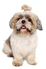 Image showing Sad shih tzu dog sitting on a clean white background.