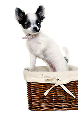Image showing Chihuahua dog on a clean white background