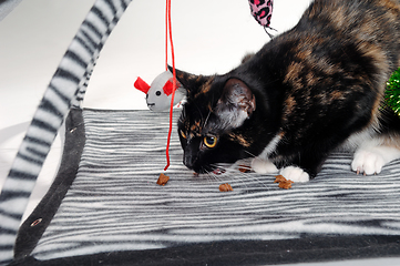 Image showing Happy hungry cat is eating food