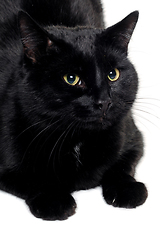 Image showing Black cat resting on a clean white background