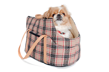 Image showing Pekingese dog in bag on a clean white background