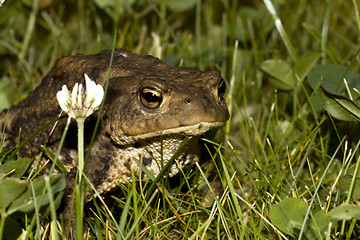 Image showing toad in grass