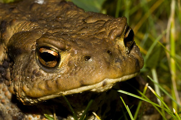 Image showing toads face