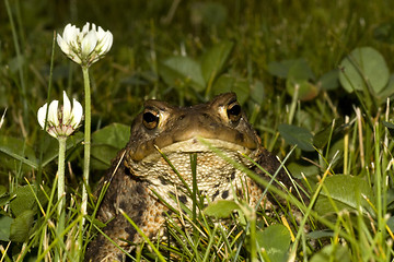 Image showing toad in grass