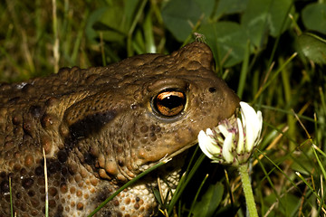 Image showing toad in grass