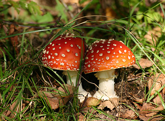 Image showing mushroom