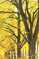 Image showing Autumn trees