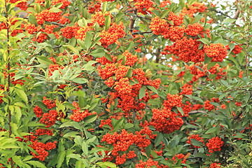 Image showing Berries