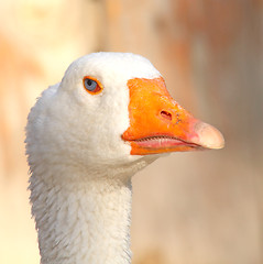 Image showing Goose head