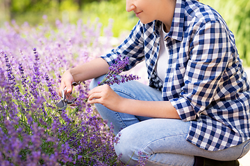 Image showing woman with picking lavender flowers in garden