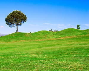 Image showing Tree on Green Field