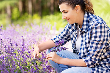 Image showing woman with picking lavender flowers in garden