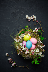 Image showing Nest with Easter eggs and blooming branches on black background