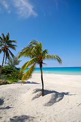 Image showing Palms on beach Varadero Cuba