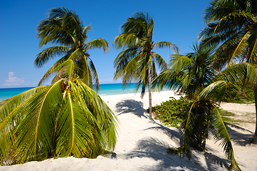 Image showing Palms on beach