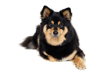 Image showing Calm Finnish Lapphund dog sitting on a white background