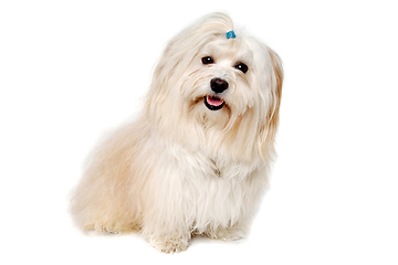 Image showing Happe Coton De Tulear dog sitting on a clean white background