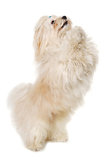 Image showing Sad Coton De Tulear dog standing on a clean white background