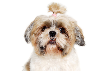 Image showing Sad shih tzu dog on a clean white background. 