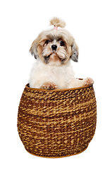 Image showing Sad shih tzu dog in a basket on a clean white background.