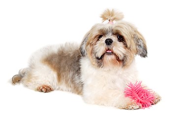 Image showing Sad shih tzu dog on a clean white background.