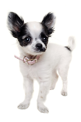 Image showing Chihuahua dog on a clean white background