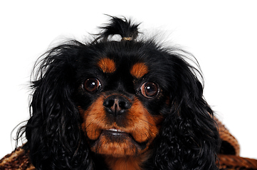 Image showing Cavalier King Charles Spaniel 