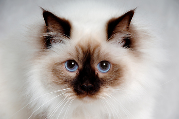 Image showing Face of a sad Holy Birman cat