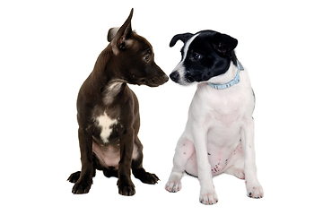 Image showing Happy Rat terrier puppy dog and chihuahua dog sitting on a white