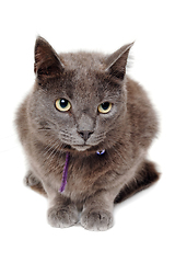 Image showing Gray cat on a isolated white background.