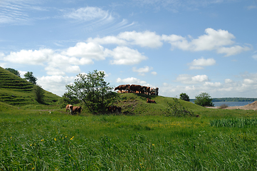 Image showing Cows and green landscape