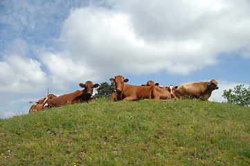 Image showing Cows resting on green grass