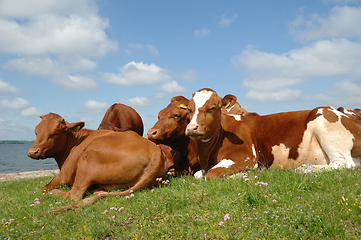 Image showing Cows resting on green grass