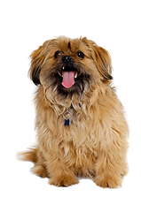 Image showing Happy Shih Tzu dog